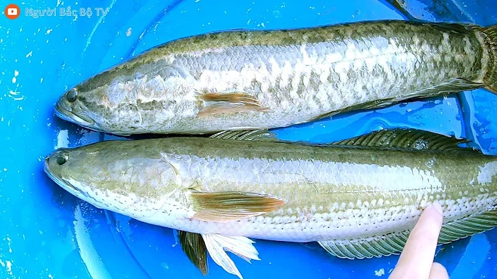 Top 16 cá chuối là cá gì