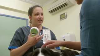 Famous Registering and microchipping Net Worth