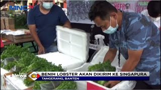 Petugas Gagalkan Penyelundupan Benih Lobster Modus Pengiriman Sayur - LIP 21/05