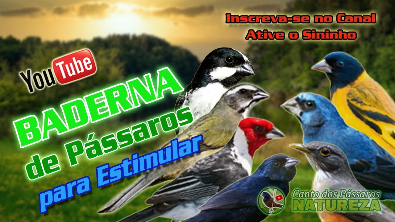 ESQUENTE SEU PÁSSARO, BADERNA NA MATA, CANTO DE PÁSSAROS COM SOM DE CACHOEIRA