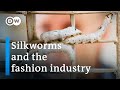 Sustainable silk fashion  dw documentary