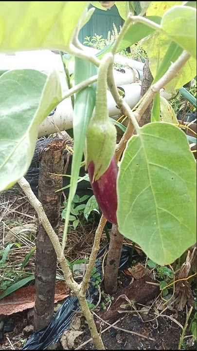DUA TANAMAN DALAM SATU POHON || TERONG dan RIMBANG