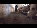 Feeding cows and bulls #2