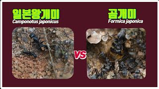 곰개미 VS  일본왕개미 구별법 Formica japonica VS Camponotus japonicus [ 수정판]