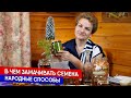 В чем замачивать семена - народные способы