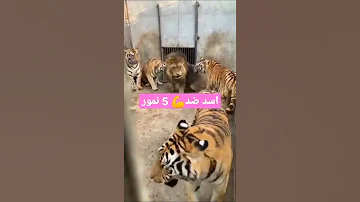 اسد ضد 5 نمور ملك الغابة نعم شاهد بنفسك 
