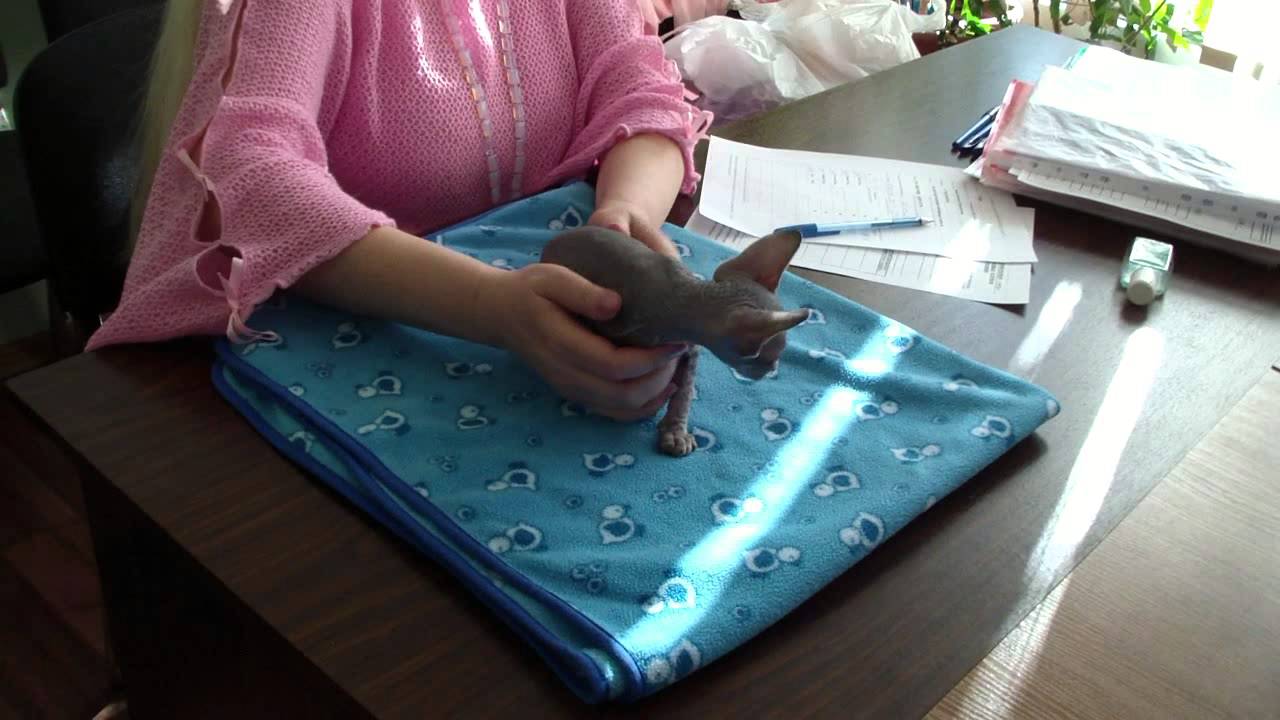 camera iphone 8 plus apk Елисей Рада - котенок канадский сфинкс