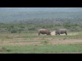 Rhino Battle