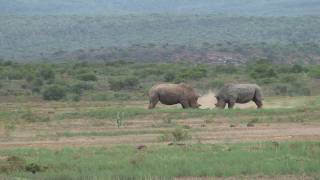 Rhino Battle