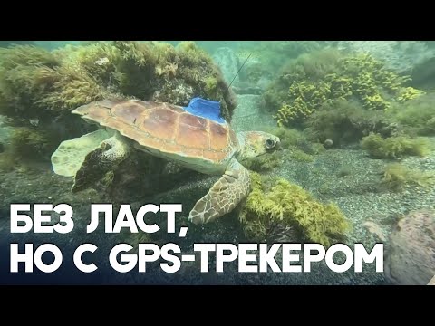Двух спасённых черепах-инвалидов выпустили в океан