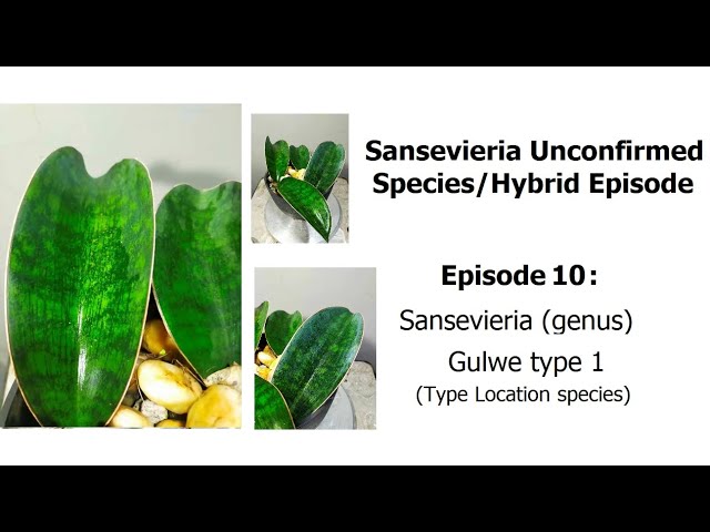Sansevieria sp Gulwe / ES 22410 - Unconfirmed species Episode 10