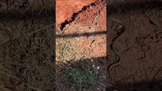 Desert Snake Chillin’ australia 4x4australia snake rednapedsnake outback desert