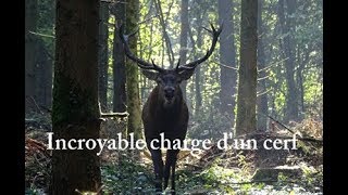 Charge d&#39;un cerf suivi de 4 autres en battue