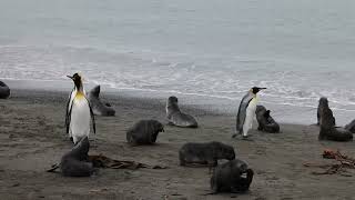 Fur seals and King penguins on Salisbury Plain, South Georgia. [4K]