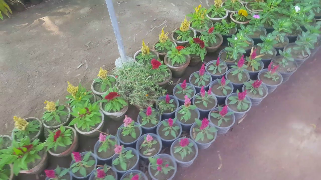 Pattoki Nursery Farms YouTube