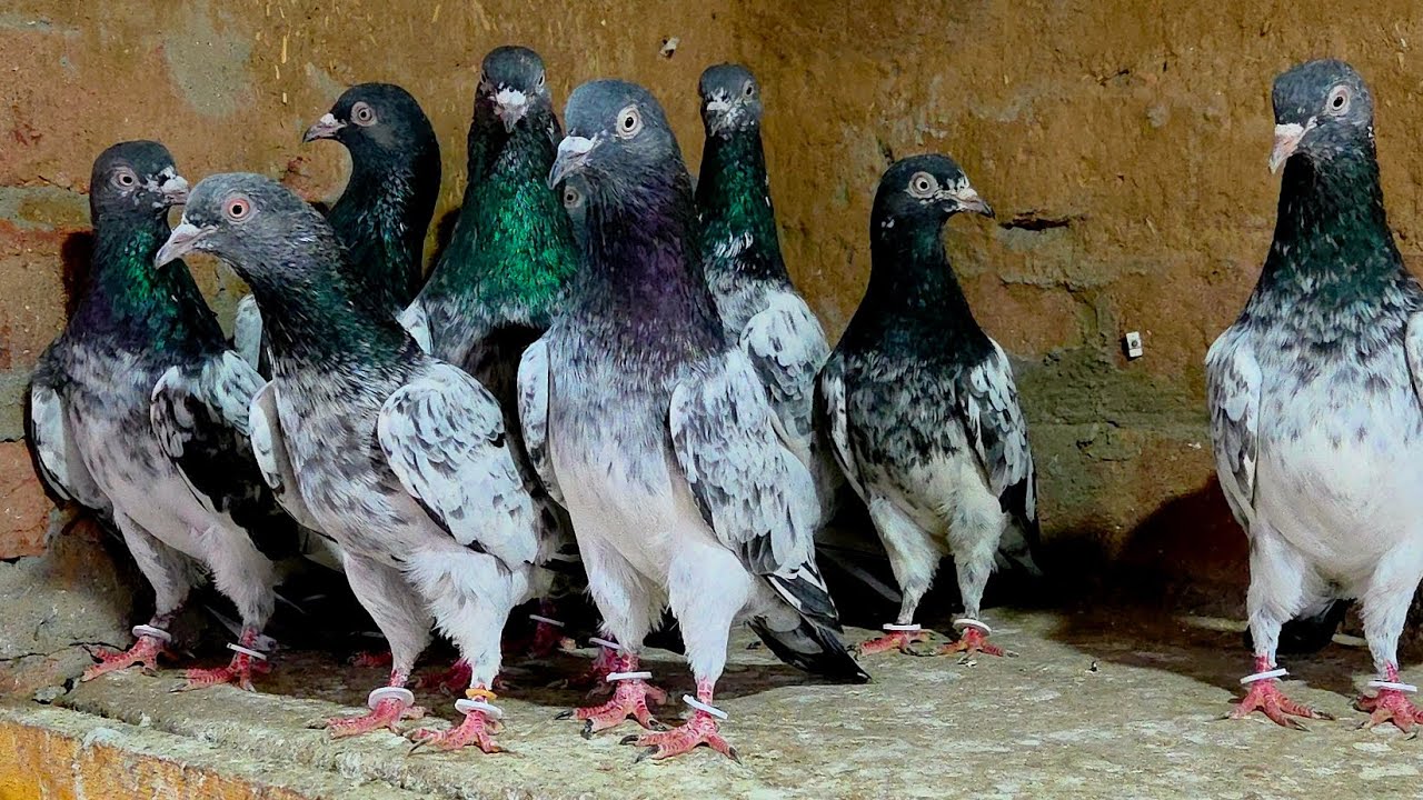 Ustad | Amit Chouhan | kasoori Kamagar Dabwalay | 6 Pair | MOB-9646545783 | Delivery all india | 👍👍|