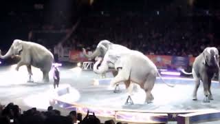 Watching Ringling Bros. Barnum &amp; Bailey Circus in Orlando Florida (January 2016 Experience)