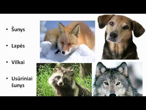 Video: Lapių Kaspinuočių Infekcija (cisticerkozė) šunims