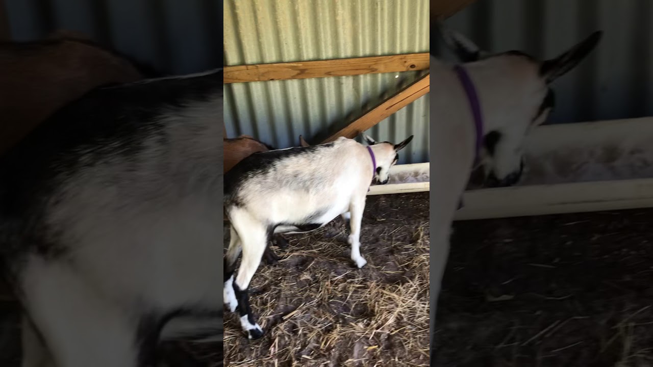 Goats fighting over food