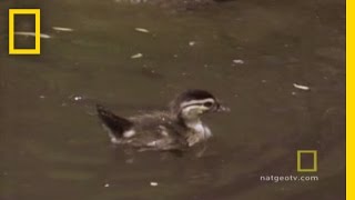 Baby Ducks' First Flight | National Geographic