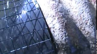 How To Trap Series Rats In A Submarine Trap