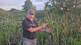 Science In Seconds Corn Dog Cattails