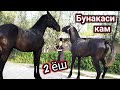 15 АПРЕЛ ОТЛАР СОТУВДА 2 ЁШ 165 ПОЛША КОРАБАЙИР 4 ЁШ УЛОГИ КАФОЛАТ#лошад#аттар#жылкы#Horses#Chorva#