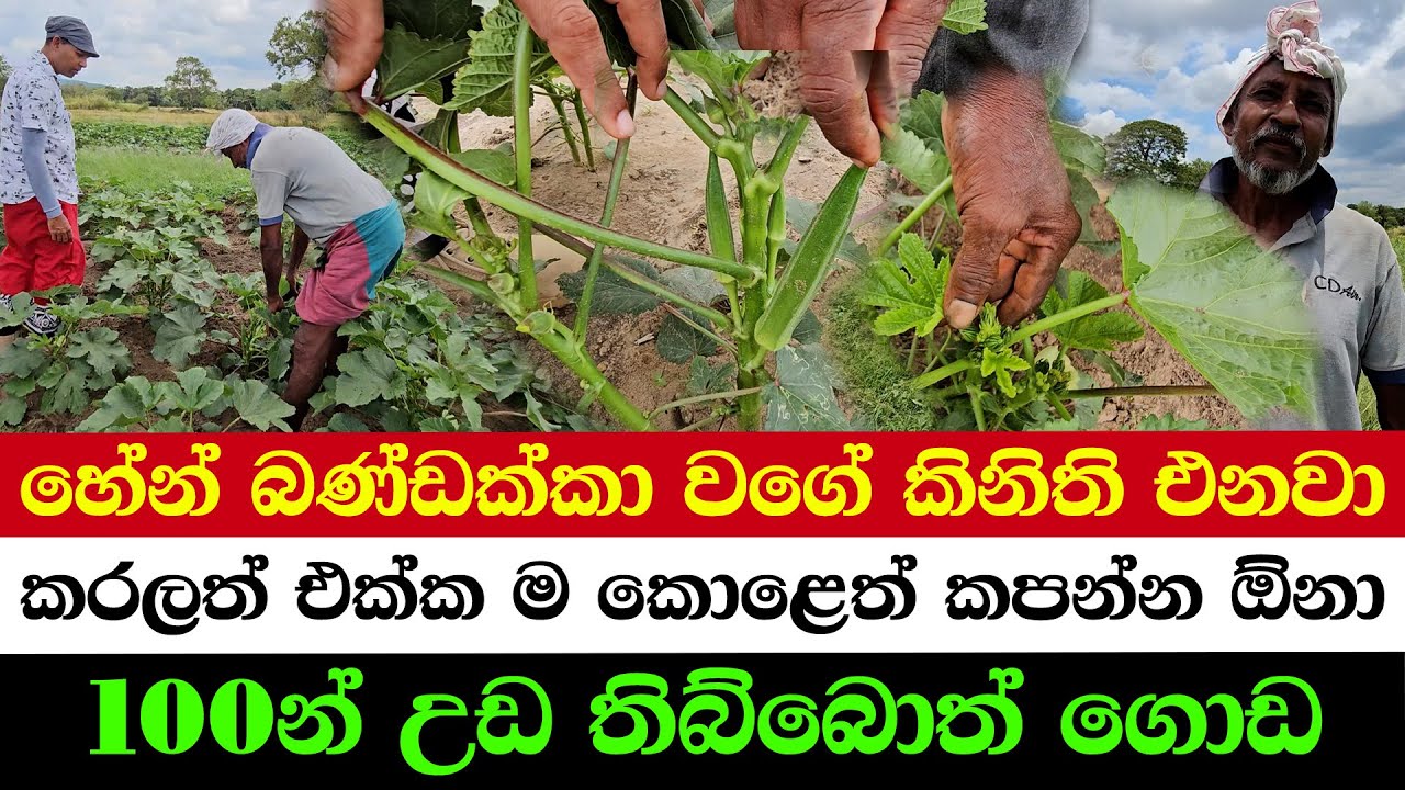 Newest Okra Variety Unveiled | Know This Trick & Earn Fast