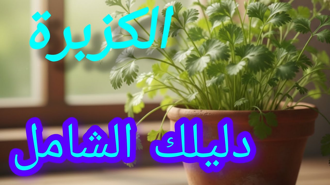 الكزبرة   دليلك الشامل#أعشاب #نباتي 