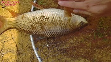 Lâu Rồi Mới Đi Câu Lăng Xê - Dính Con Cá Trôi Đỏ Và Cái Kết Bất Ngờ - Ngọc Biển Fishing