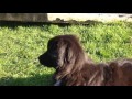 Pyrenean sheepdog の動画、YouTube動画。