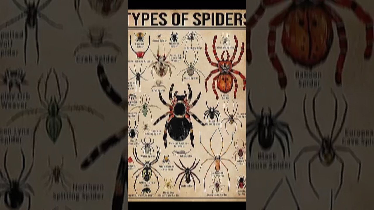 Types of spider ! Part 3 | the peacock spider dance
