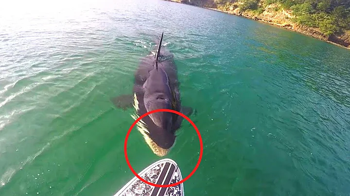 8 Orca Encounters That'll Brighten Your Day