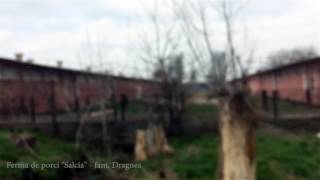 Ferma de porci "Salcia" - fam. Dragnea