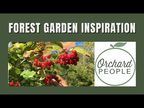 BACKYARD FOREST GARDEN Inspiration: A whirlwind tour with Dani Baker 🧚 🌳 🍒