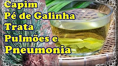 Qual os benefícios do capim Pé-de-galinha?