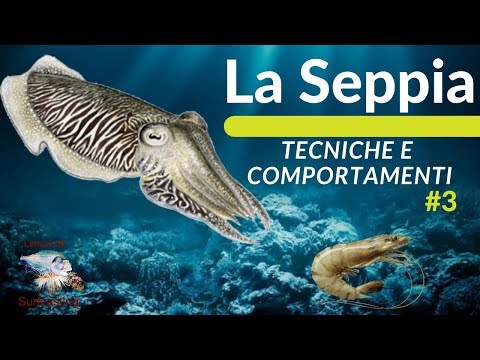 LA SEPPIA (TECNICHE di PESCA,ABITUDINI e HABITAT) #3