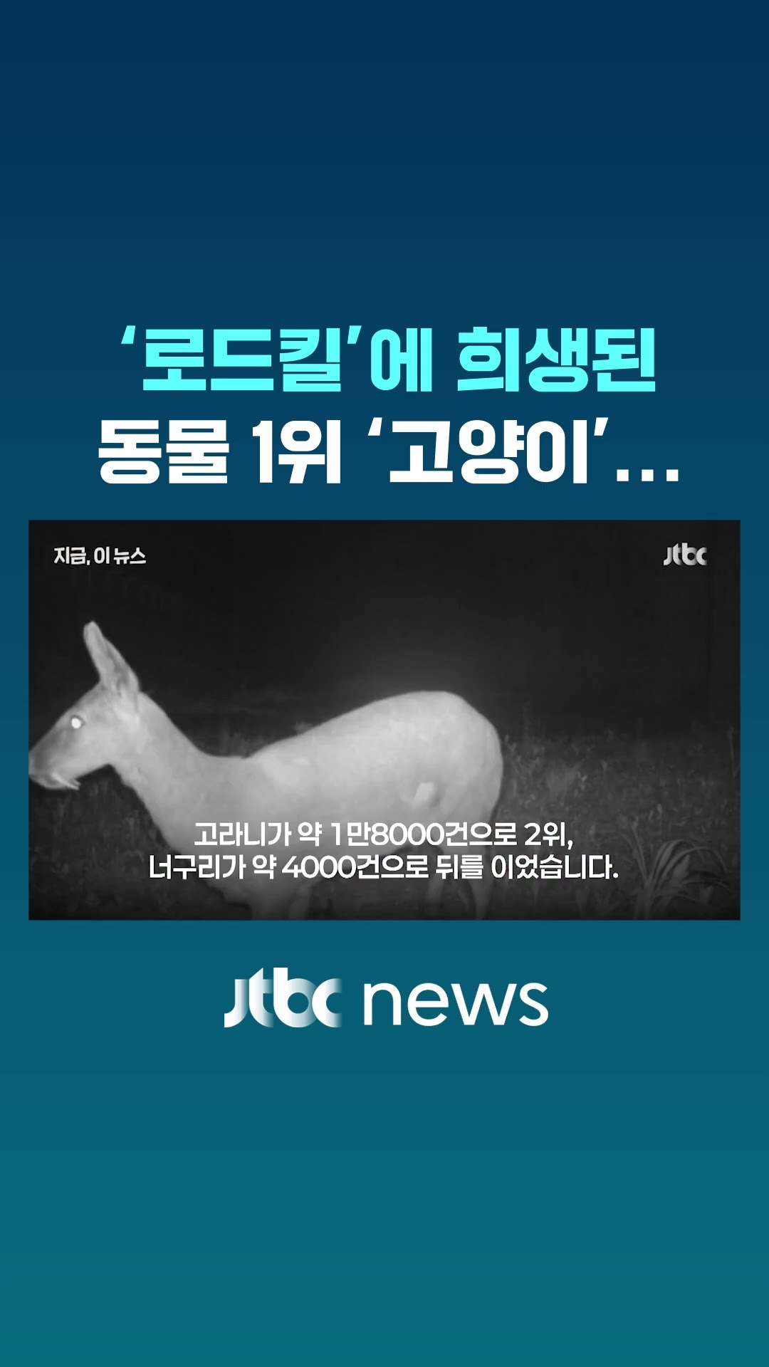 로드킬에 희생된 동물 8만 마리...2위는 고라니, 1위는? #JTBC #Shorts