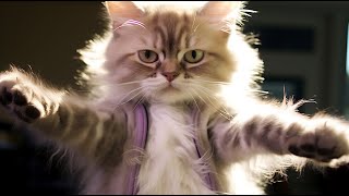 Why Are Cats Terrified of Their Own Tails?