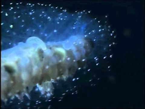 Siphonophores