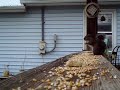 squirrel posing
