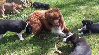 7 Weeks Old Puppies! Meeting their Father