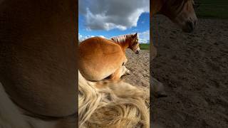Lekker slapen in de zon! ☀️ 🥰🦄😴 #haflinger #paard #pony #slapen