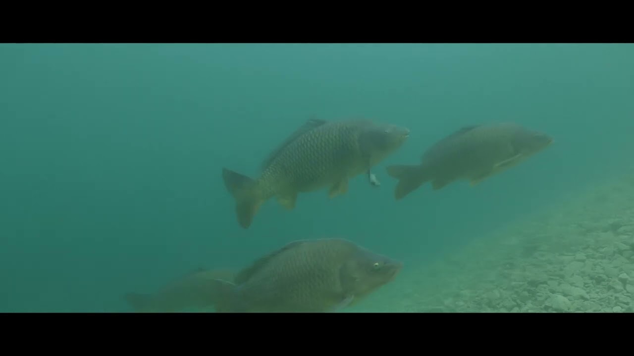 Tauchen im Weissensee