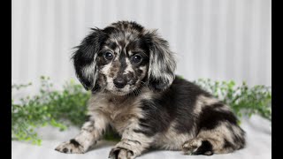 Mini Dachshund Puppies for Sale