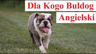 Dla Kogo BULDOG ANGIELSKI