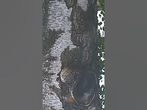 Черноглазый Шаман с чёрным бубном на сероглазом осле едет мимо ...
