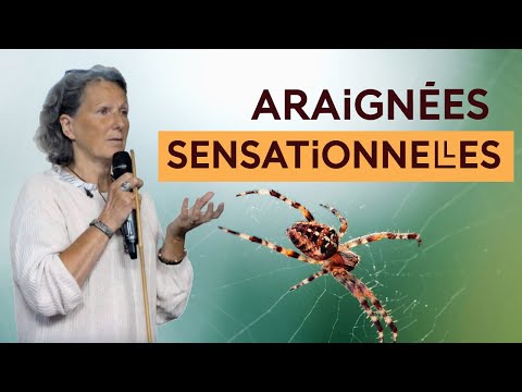 Plongée dans l'univers sensoriel des araignées