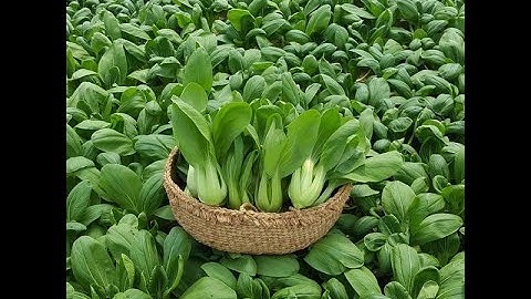 |Ươm Mầm Hạt Giống| Hướng dẫn cách trồng rau cải thìa đơn giản tại nhà