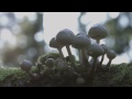 Dutch Autumn